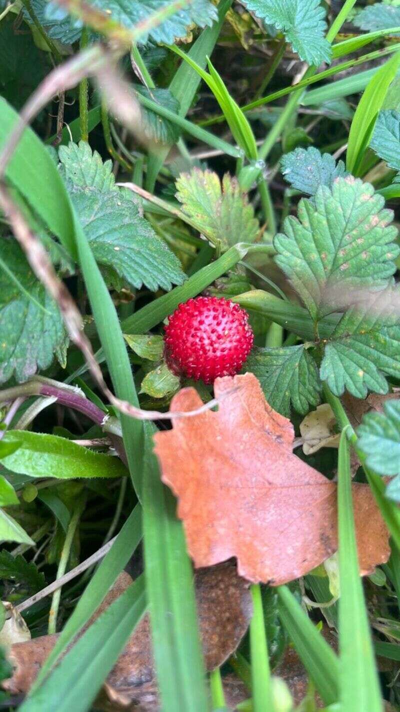 Wild Strawberry - Weedopedia